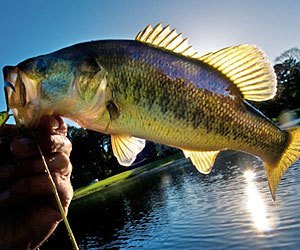 Lake Okeechobee Bass